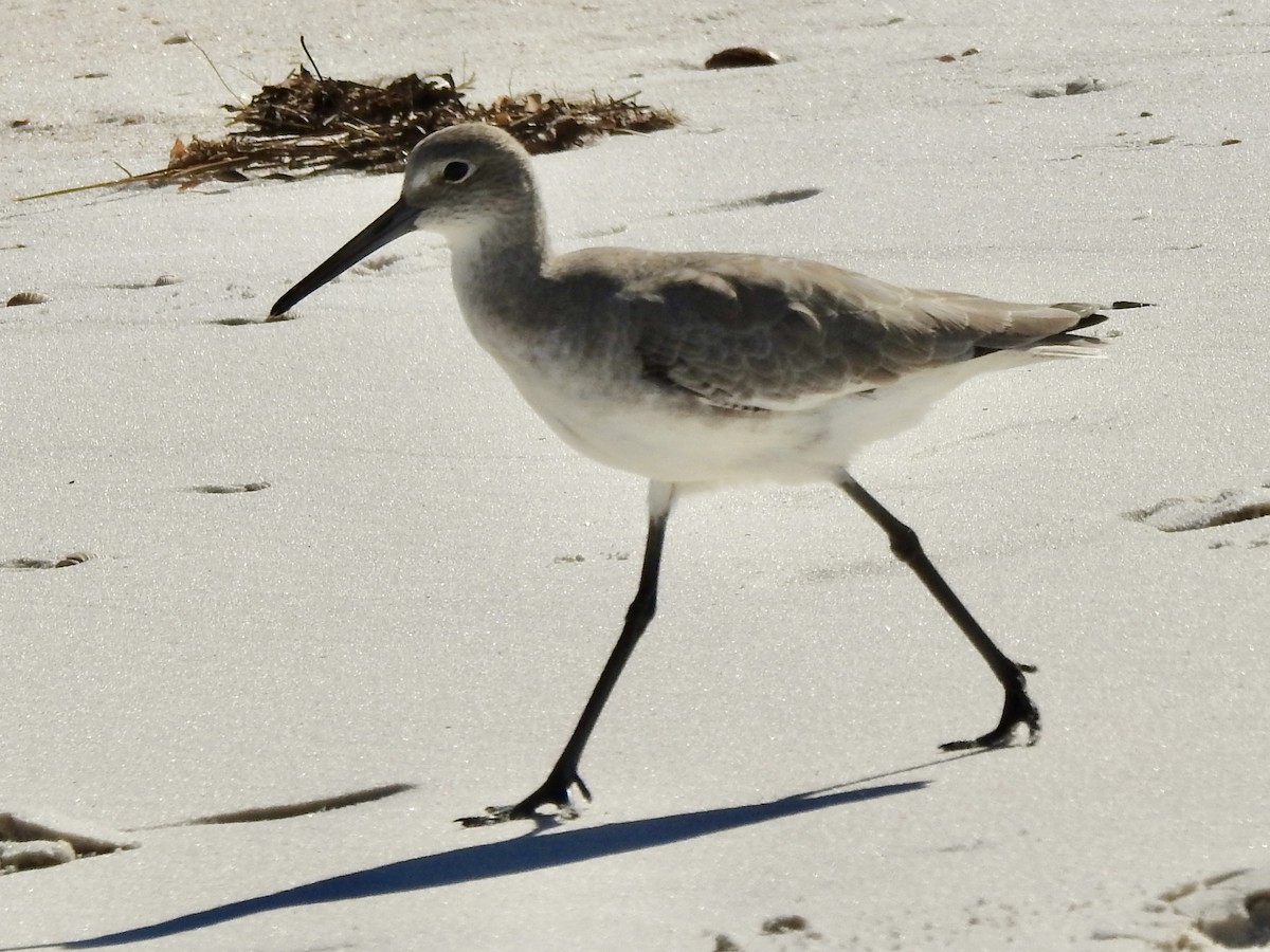 Willet - ML624059149