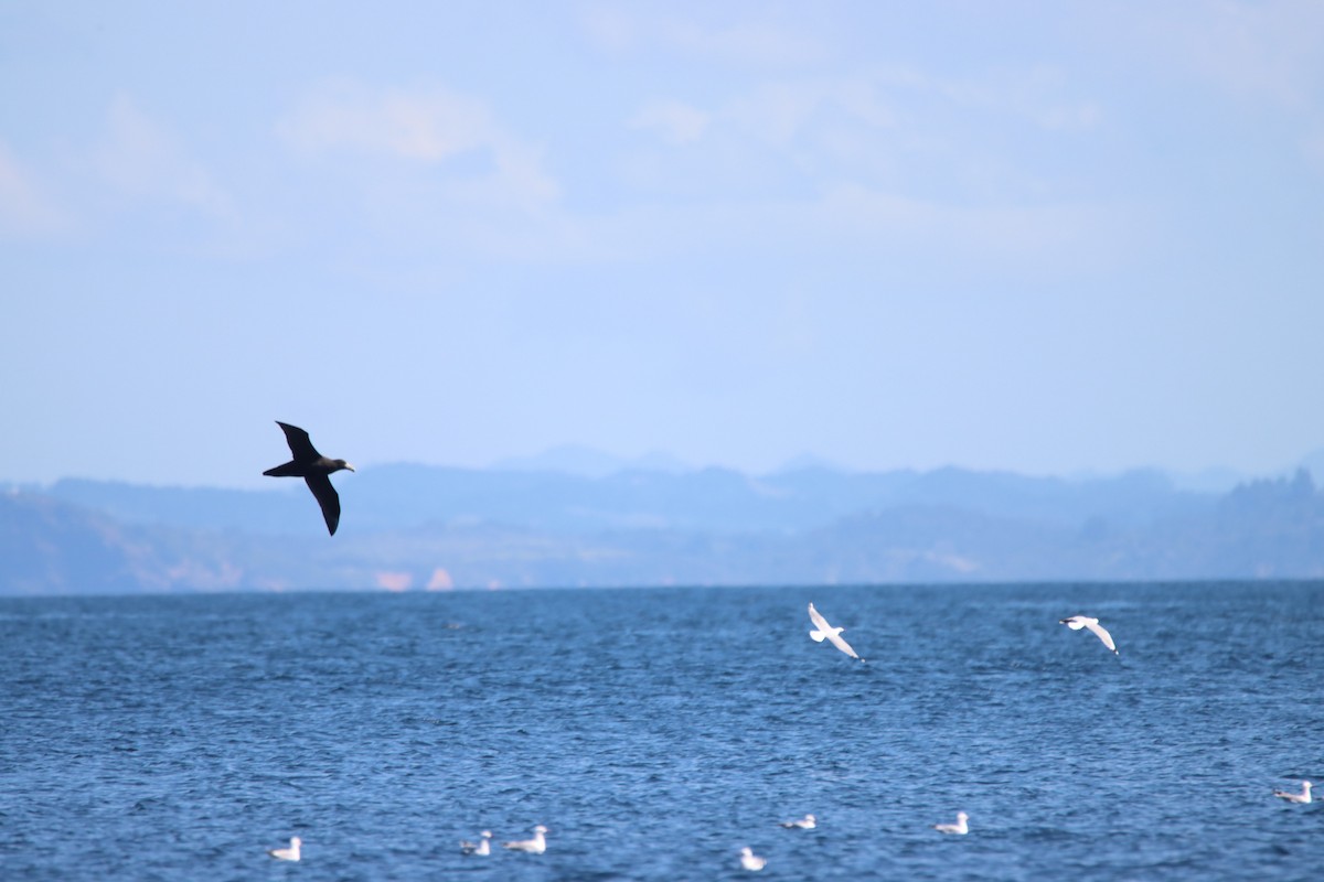 Northern Giant-Petrel - ML624059151