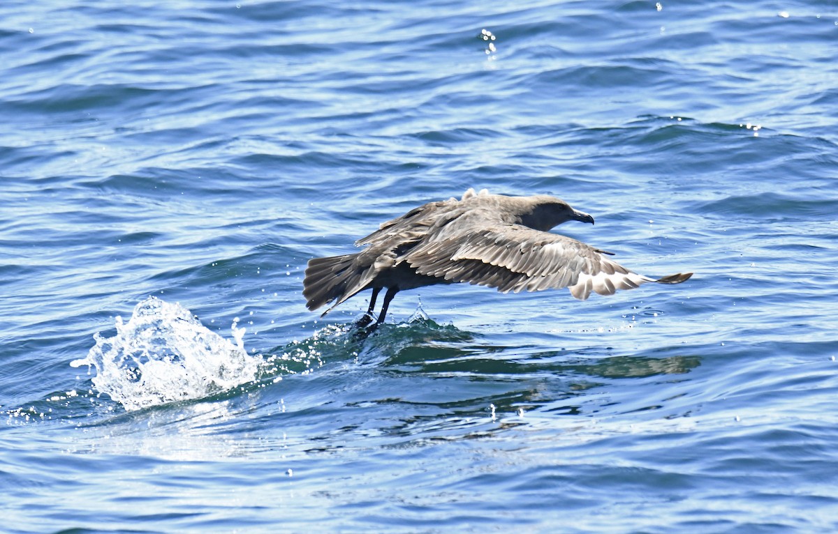 South Polar Skua - ML624059154