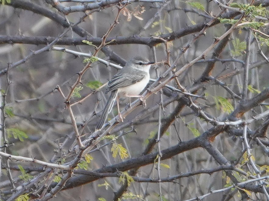 Pale Prinia - ML624059157