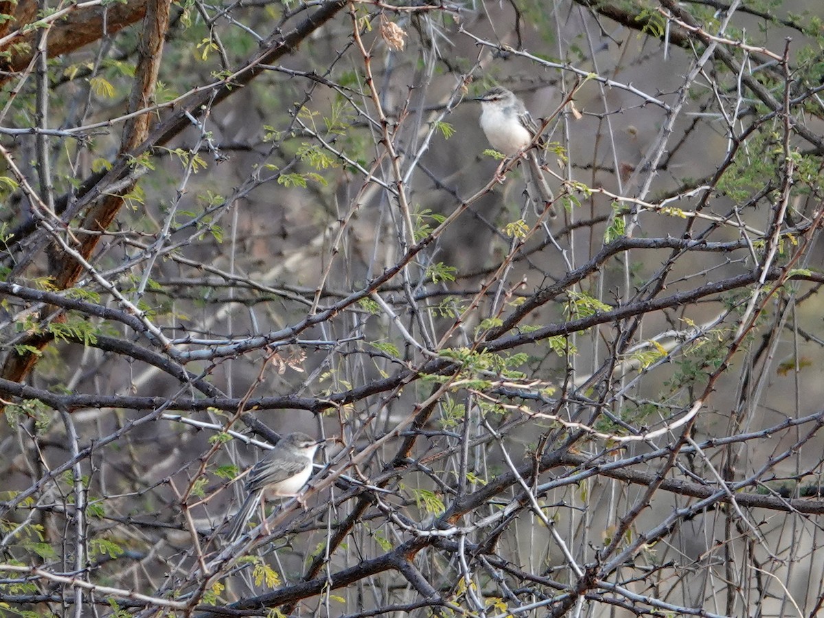 Pale Prinia - ML624059158