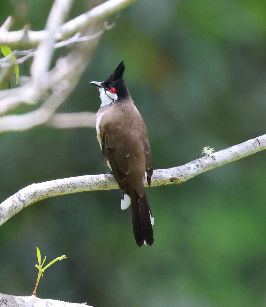 Red-whiskered Bulbul - ML624059160