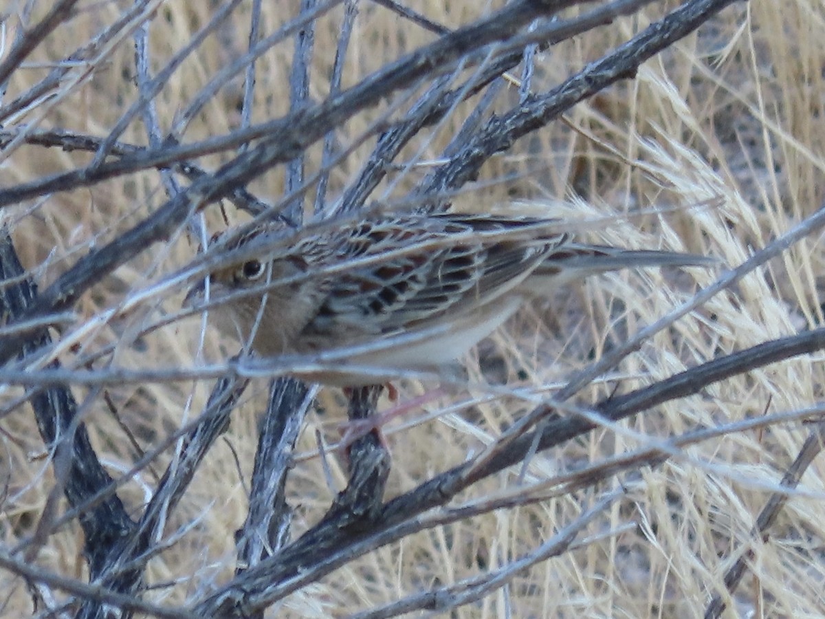 Grasshopper Sparrow - ML624059168