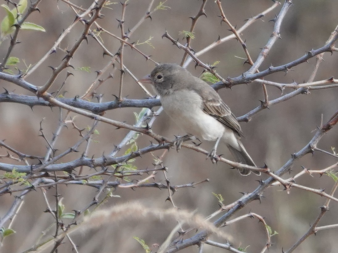 Yellow-spotted Bush Sparrow - ML624059173