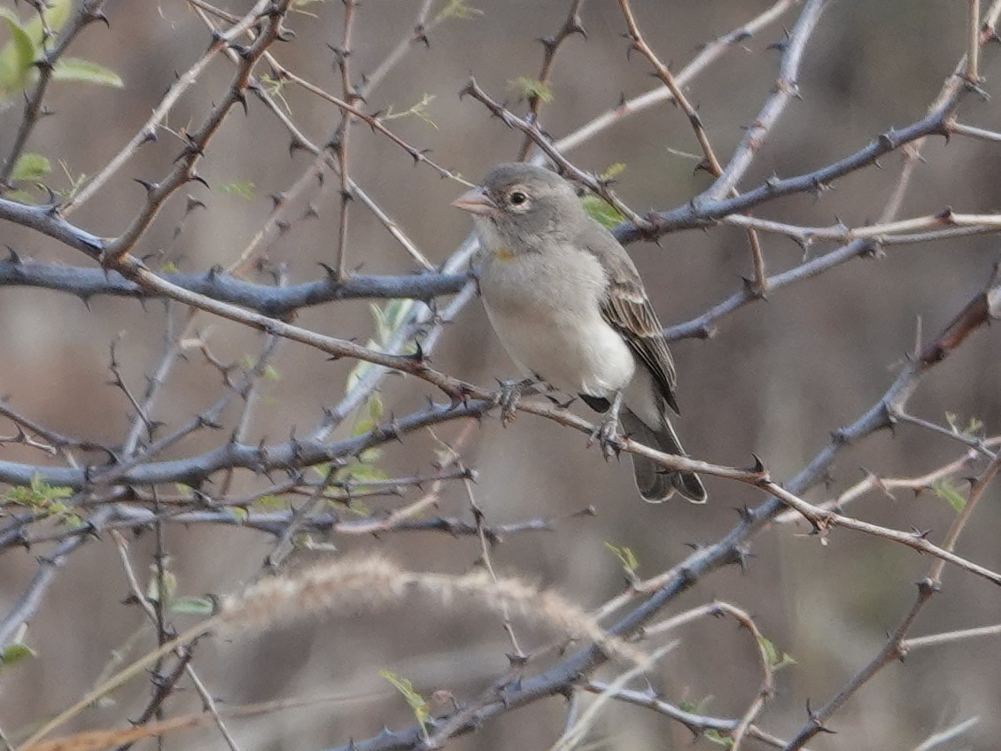 Yellow-spotted Bush Sparrow - ML624059174