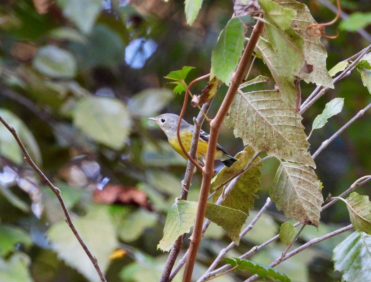 Magnolia Warbler - ML624059203