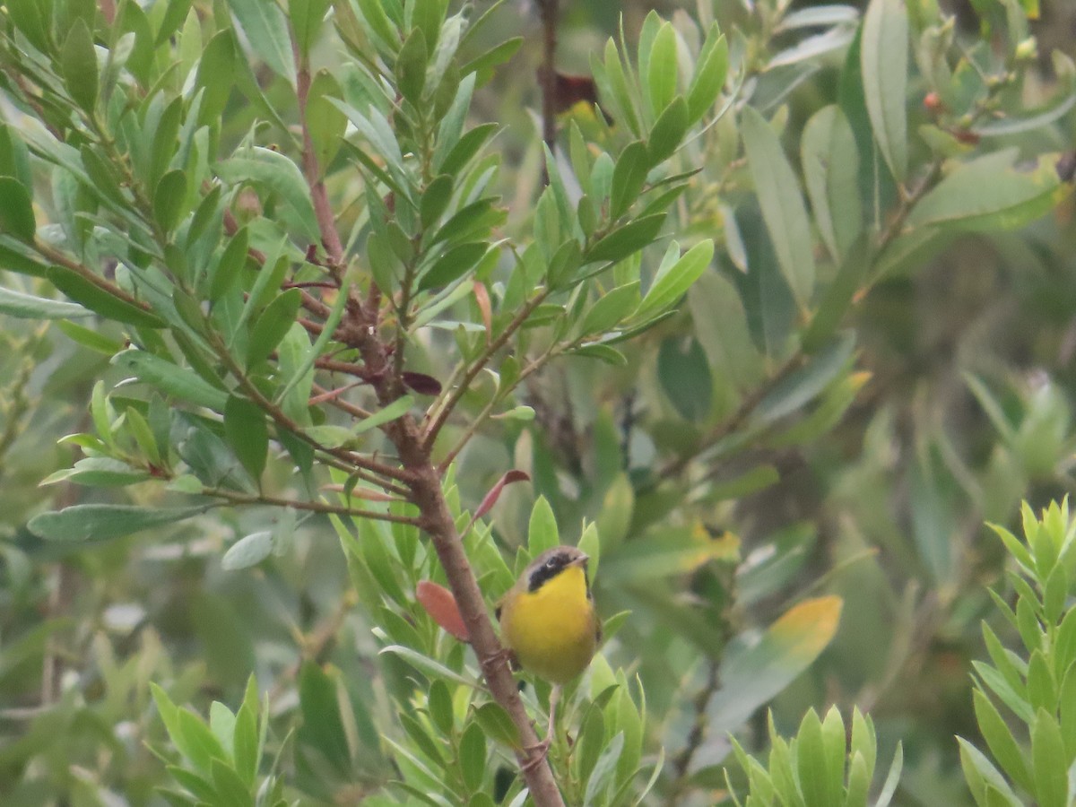 Common Yellowthroat - ML624059205