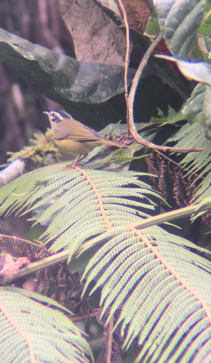 Three-striped Warbler - ML624059209