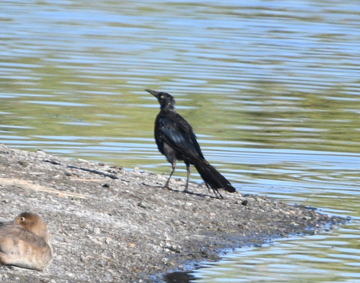 Great-tailed Grackle - ML624059227