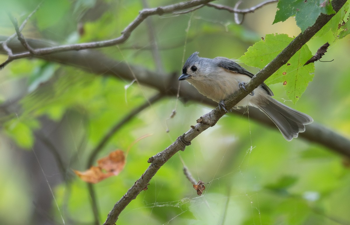 Tufted Titmouse - ML624059229