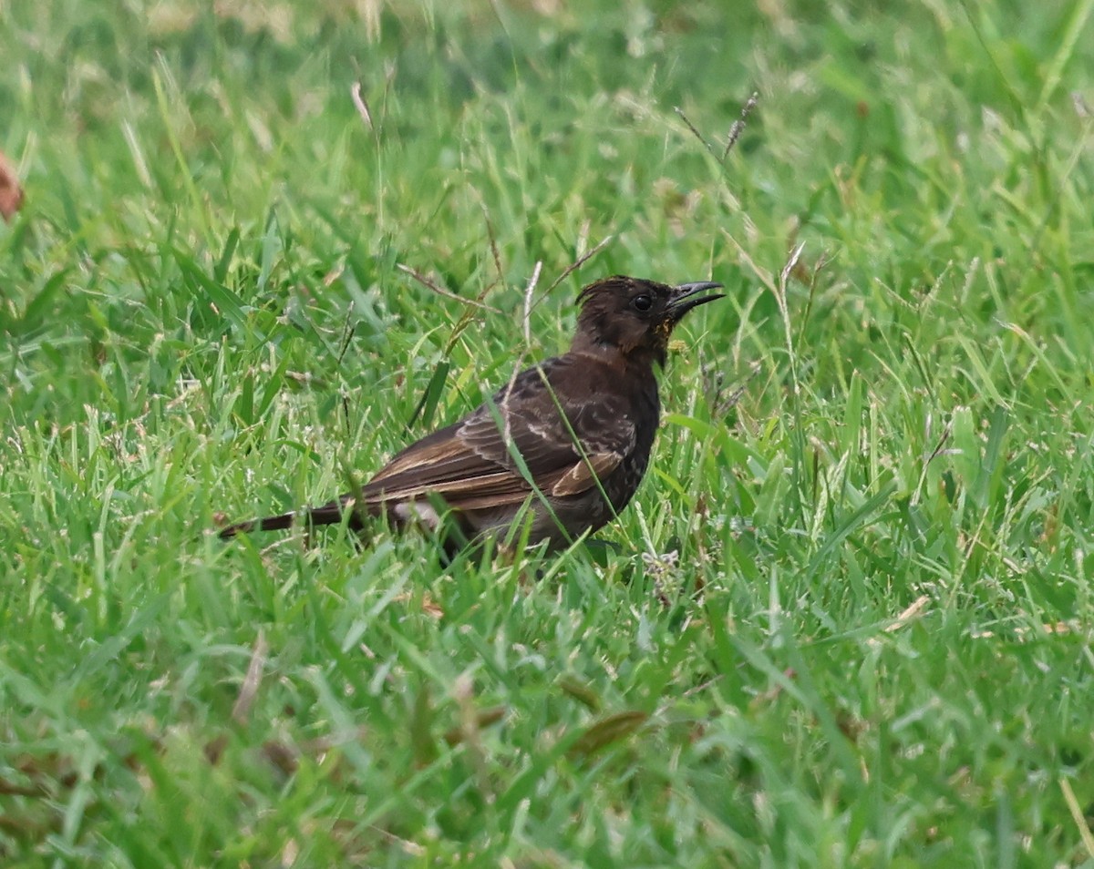 Red-vented Bulbul - ML624059234