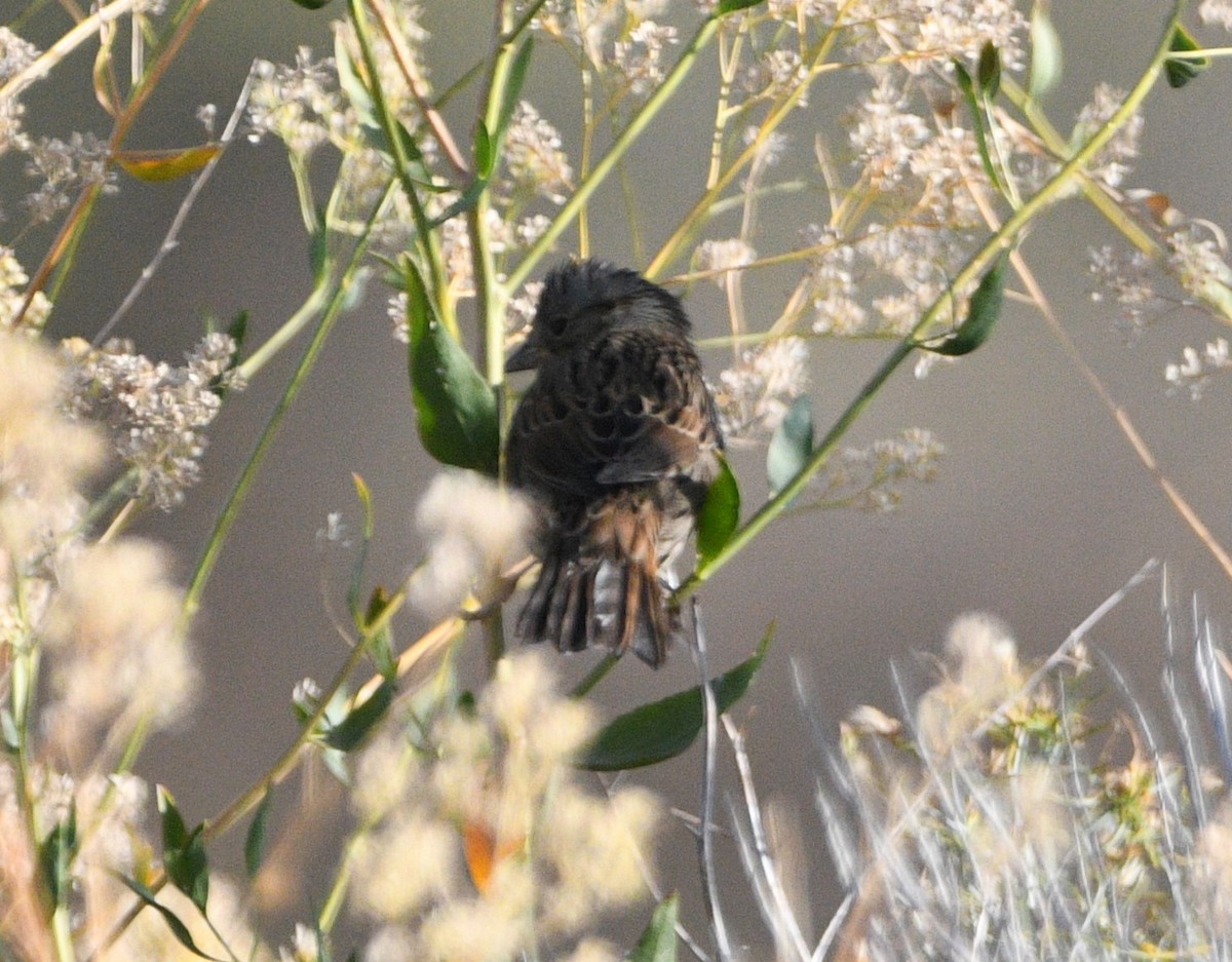 Lincoln's Sparrow - ML624059240