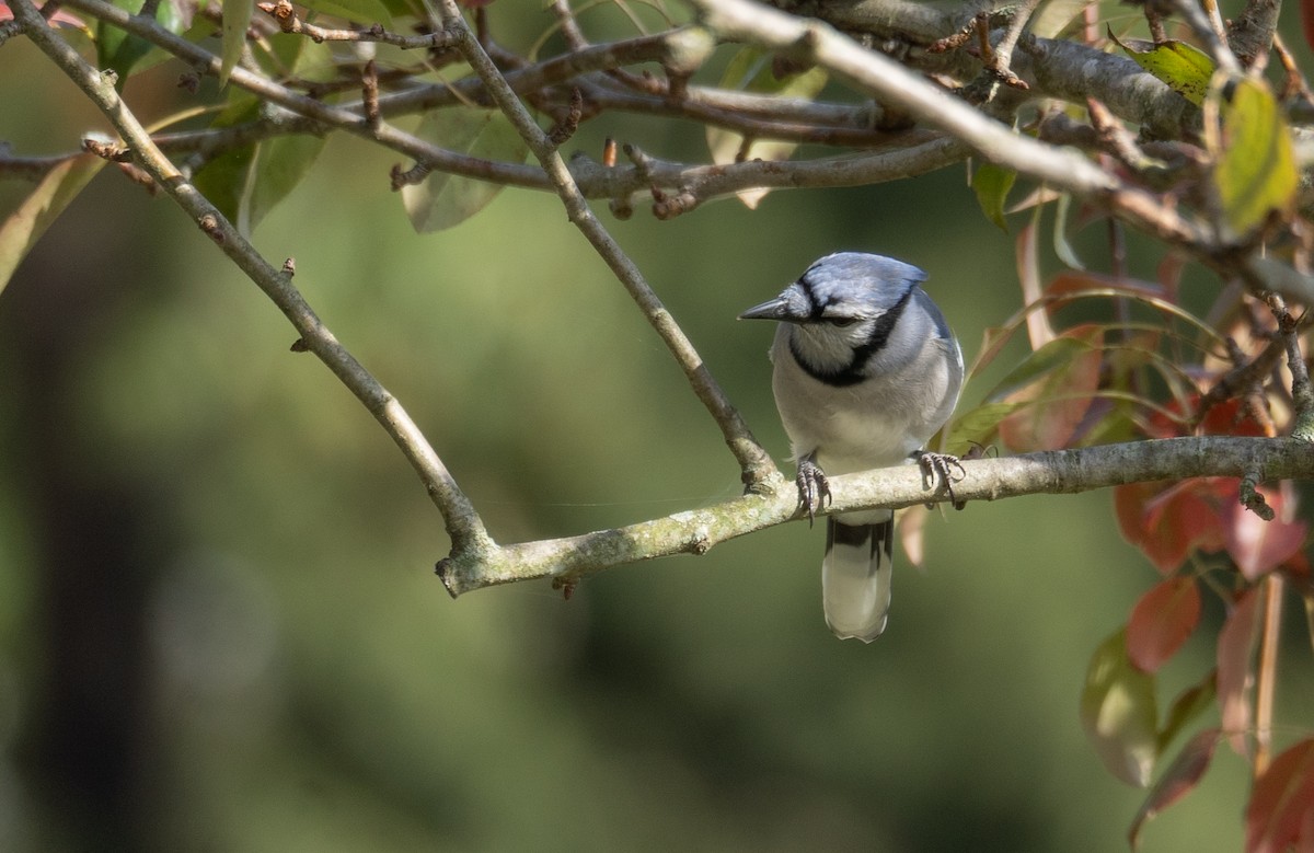 Blue Jay - ML624059241