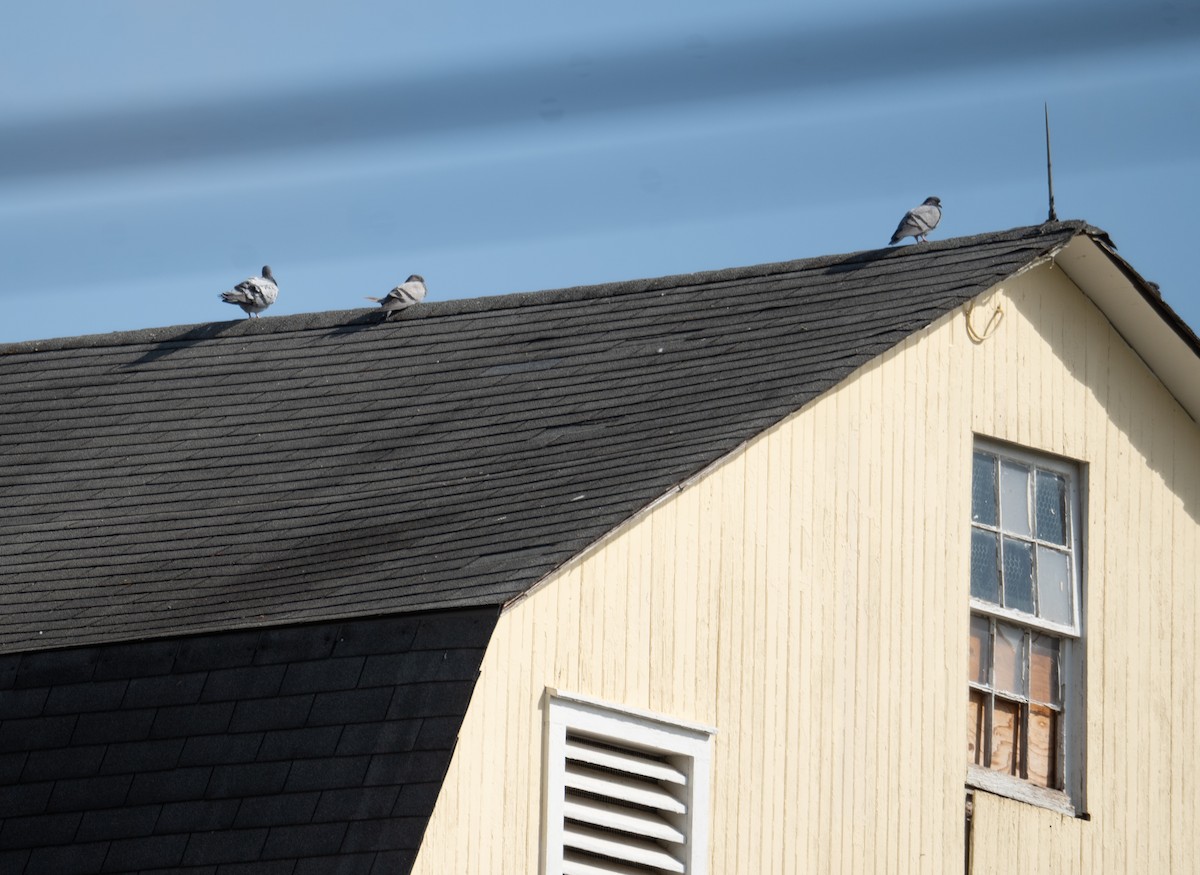 Rock Pigeon (Feral Pigeon) - ML624059247