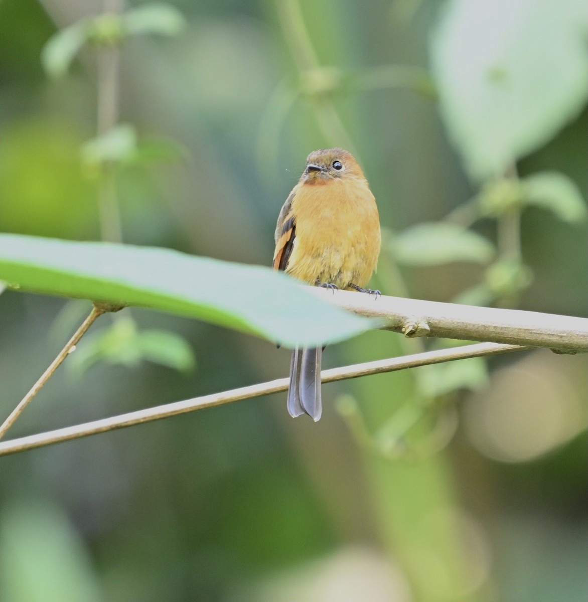 Cinnamon Flycatcher - Sandra Brown