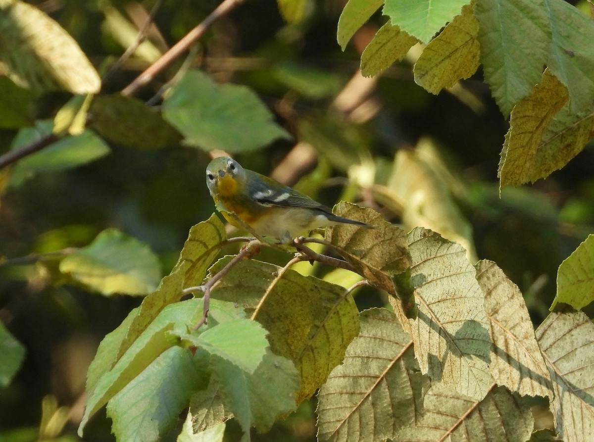 Parula Norteña - ML624059282