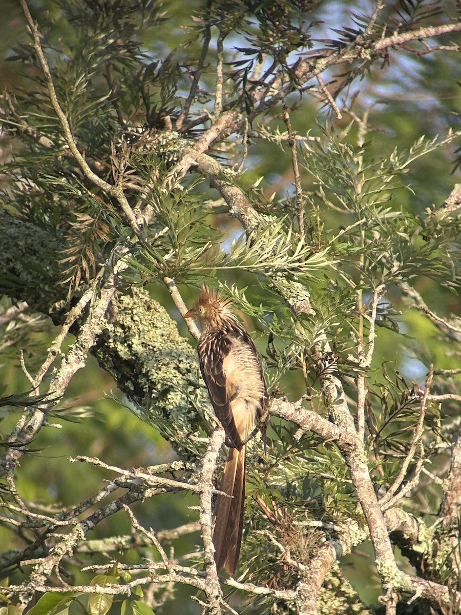 Guira Cuckoo - ML624059298