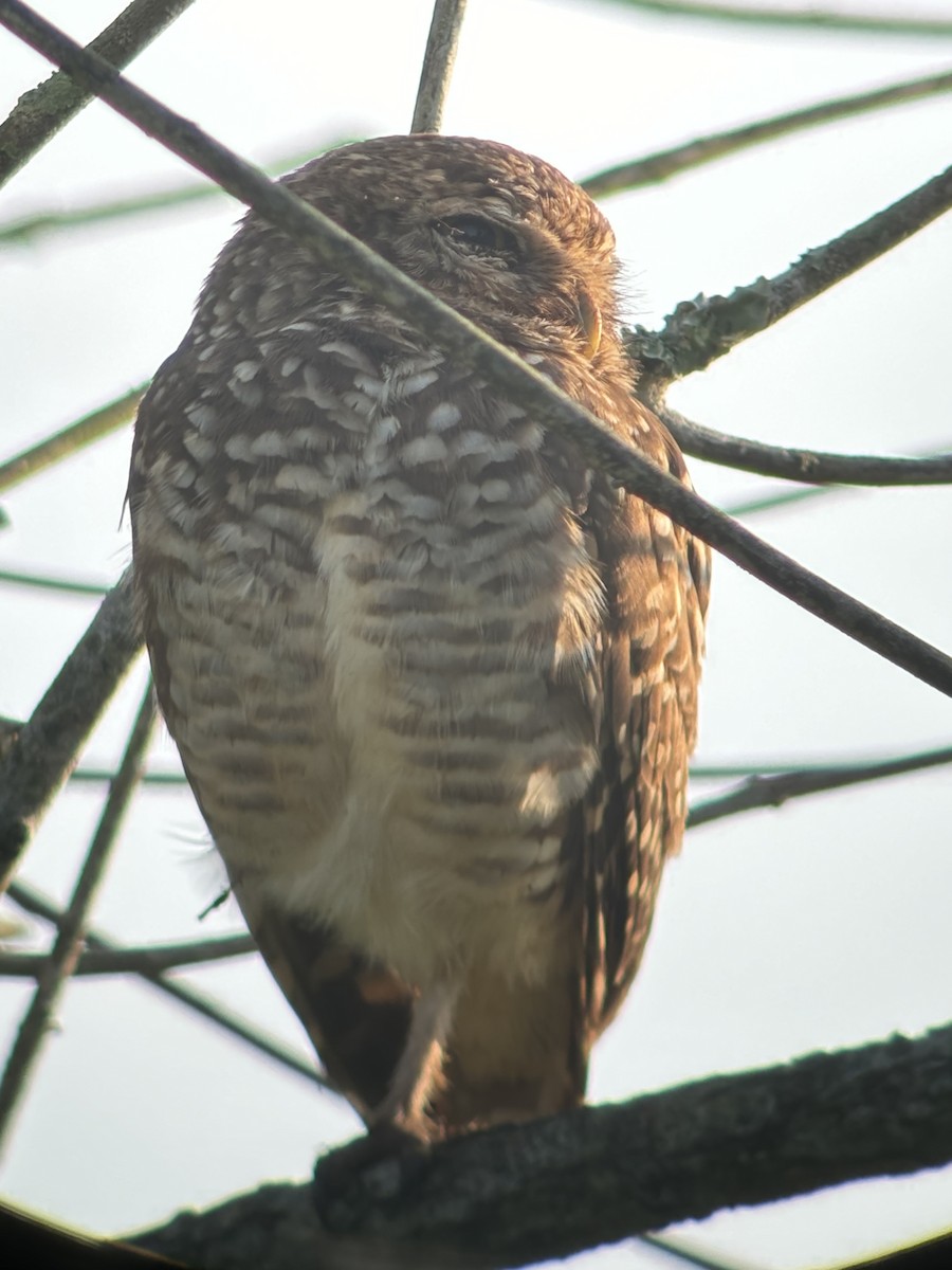 Burrowing Owl - ML624059332