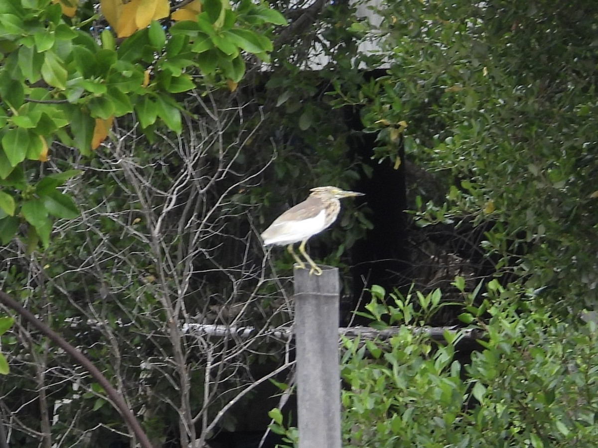 Chinese Pond-Heron - ML624059333