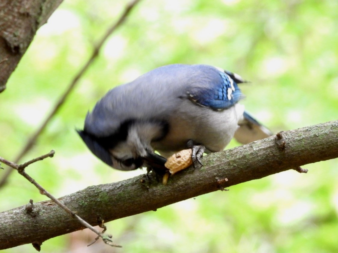 Blue Jay - ML624059335