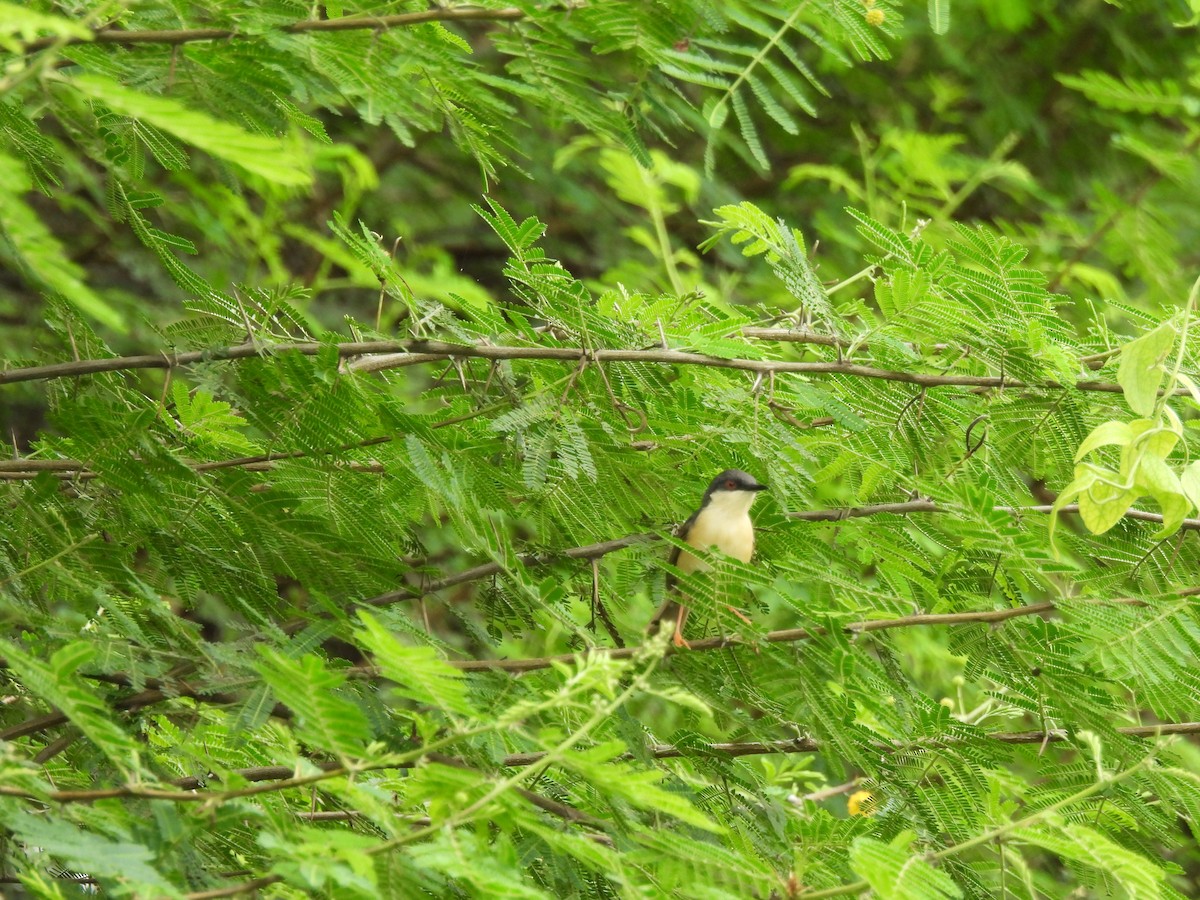 Ashy Prinia - ML624059336