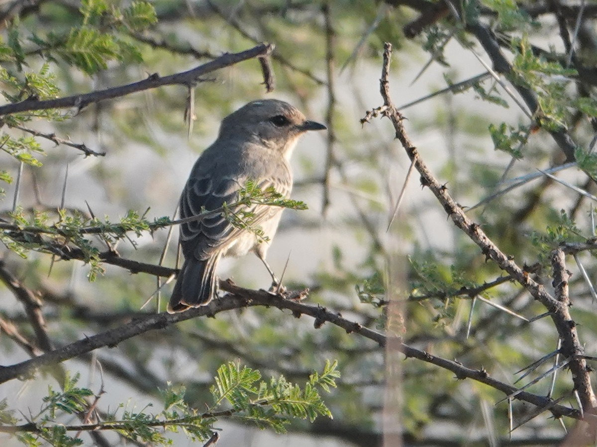 African Gray Flycatcher - ML624059337