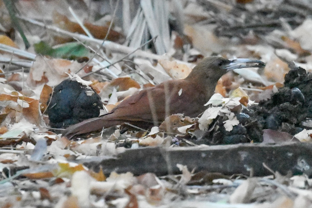 Great Rufous Woodcreeper - ML624059339