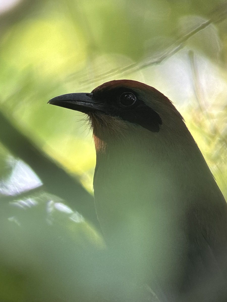 Rufous-capped Motmot - ML624059340