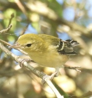 Bay-breasted Warbler - ML624059349