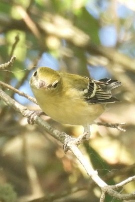 Bay-breasted Warbler - ML624059350