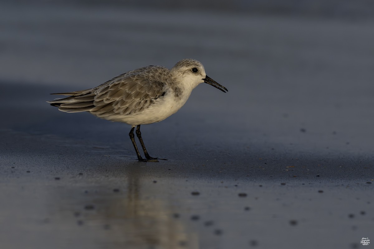 Sanderling - ML624059358