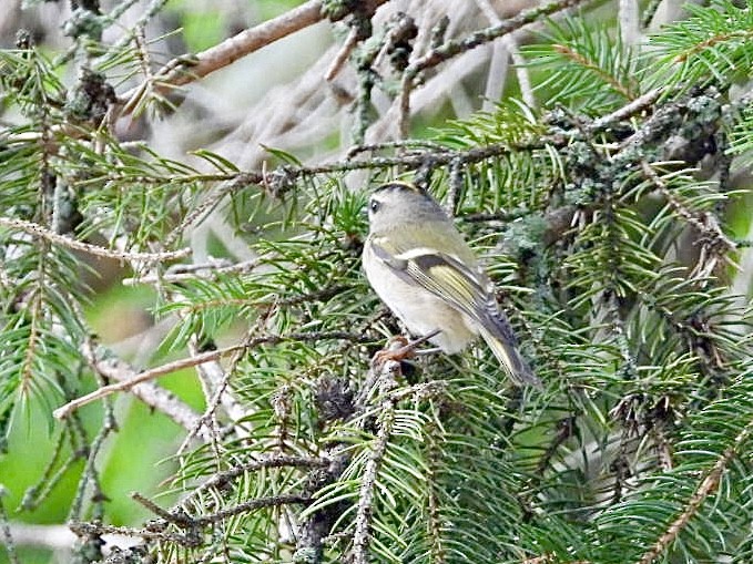 Golden-crowned Kinglet - ML624059362