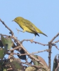 Yellow Warbler - ML624059365