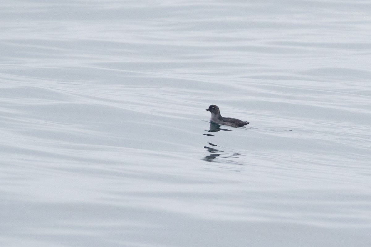 Cassin's Auklet - ML624059368