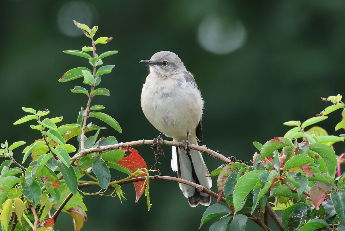 Northern Mockingbird - ML624059371