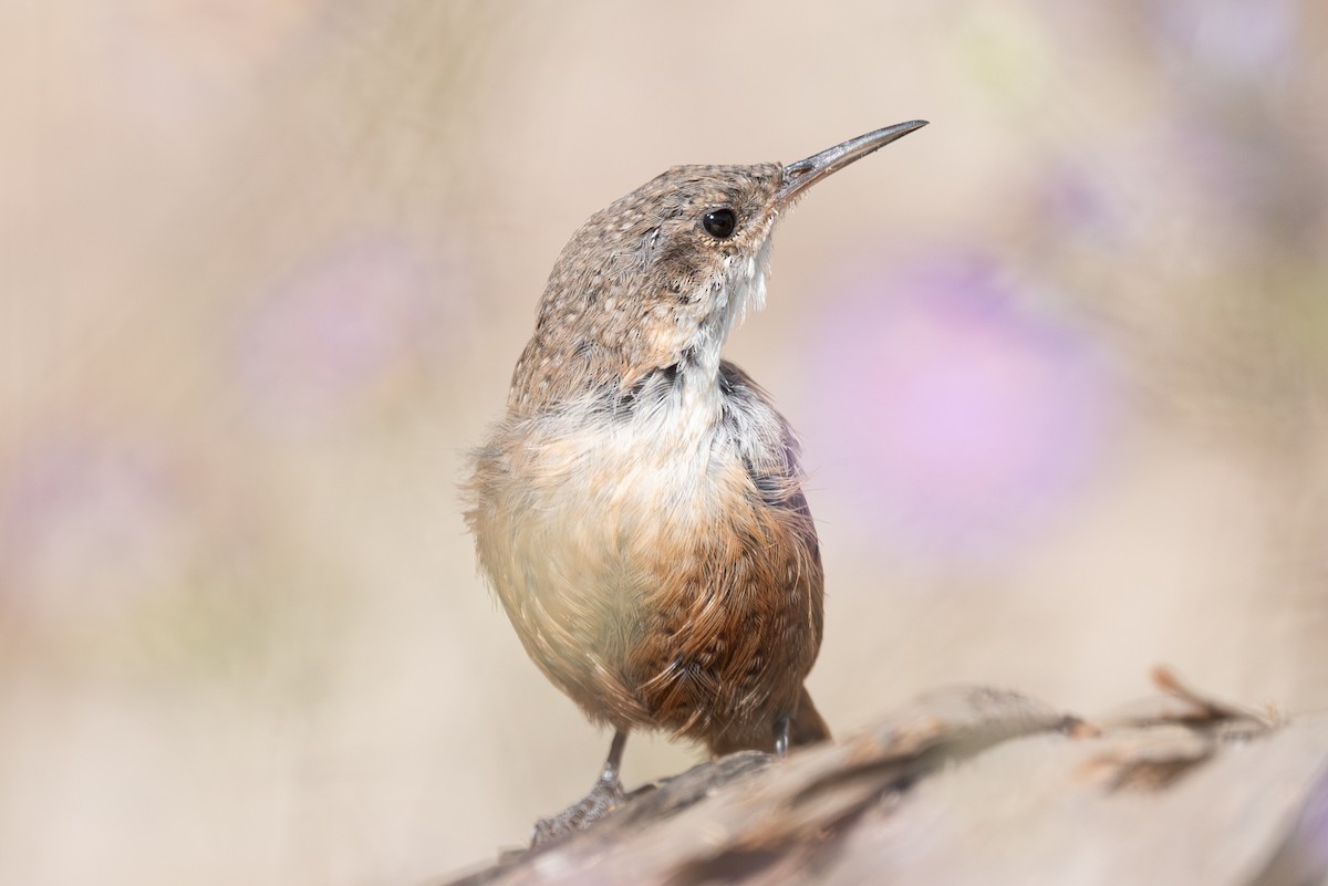 Canyon Wren - ML624059390