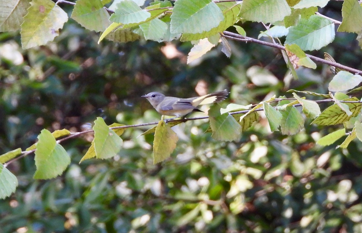 American Redstart - P Chappell