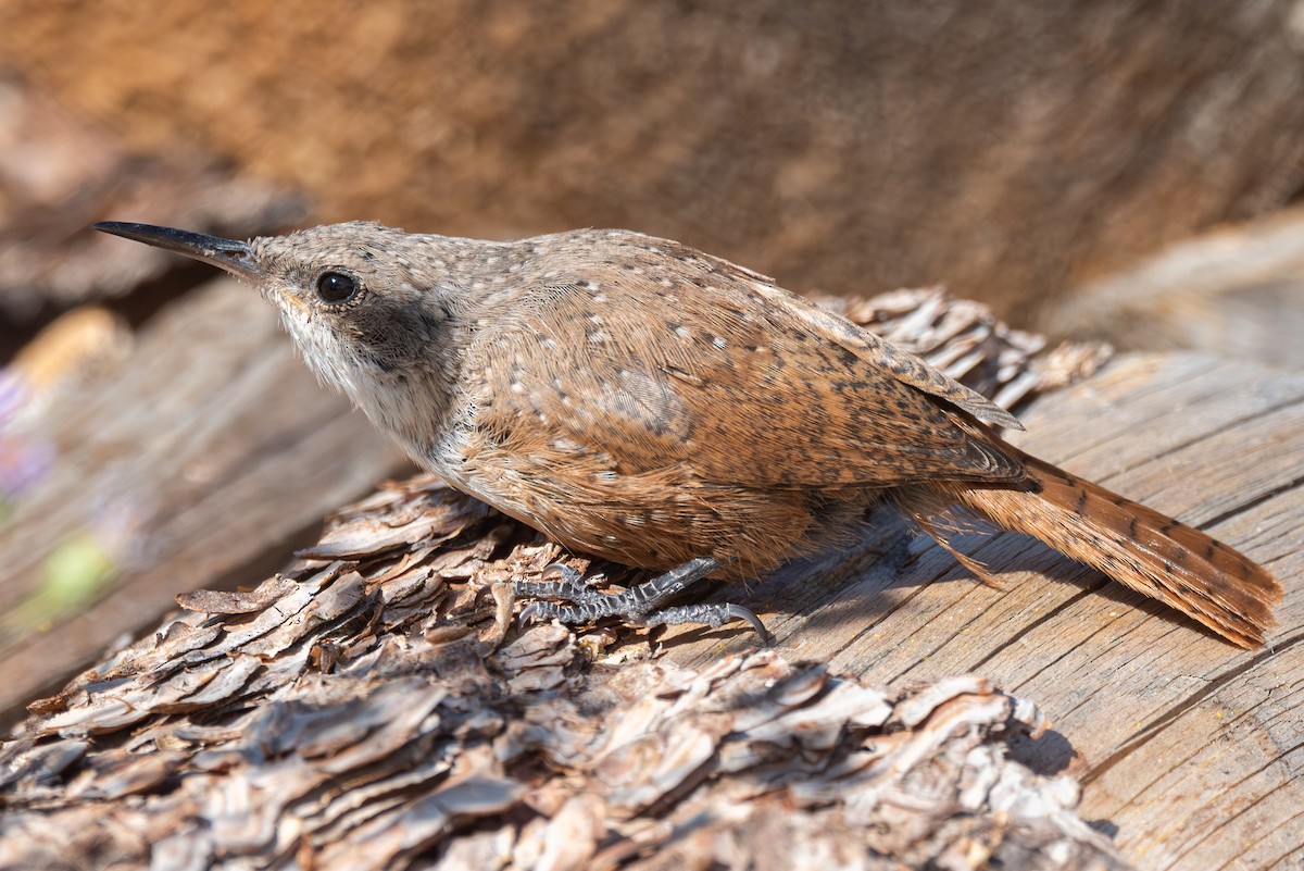 Canyon Wren - ML624059405