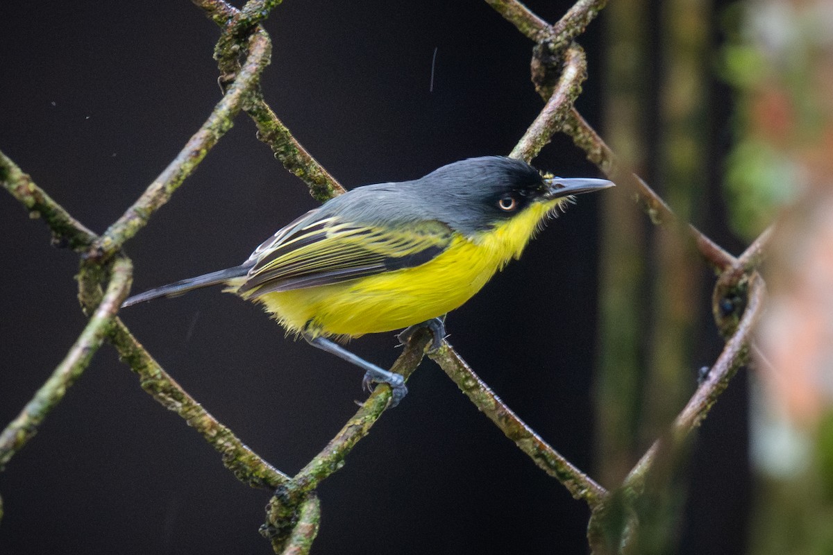 Common Tody-Flycatcher - ML624059410