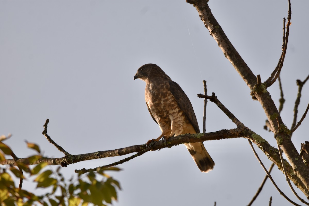 Breitflügelbussard - ML624059416