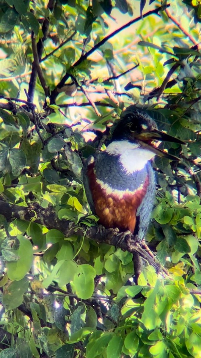 Ringed Kingfisher - ML624059423