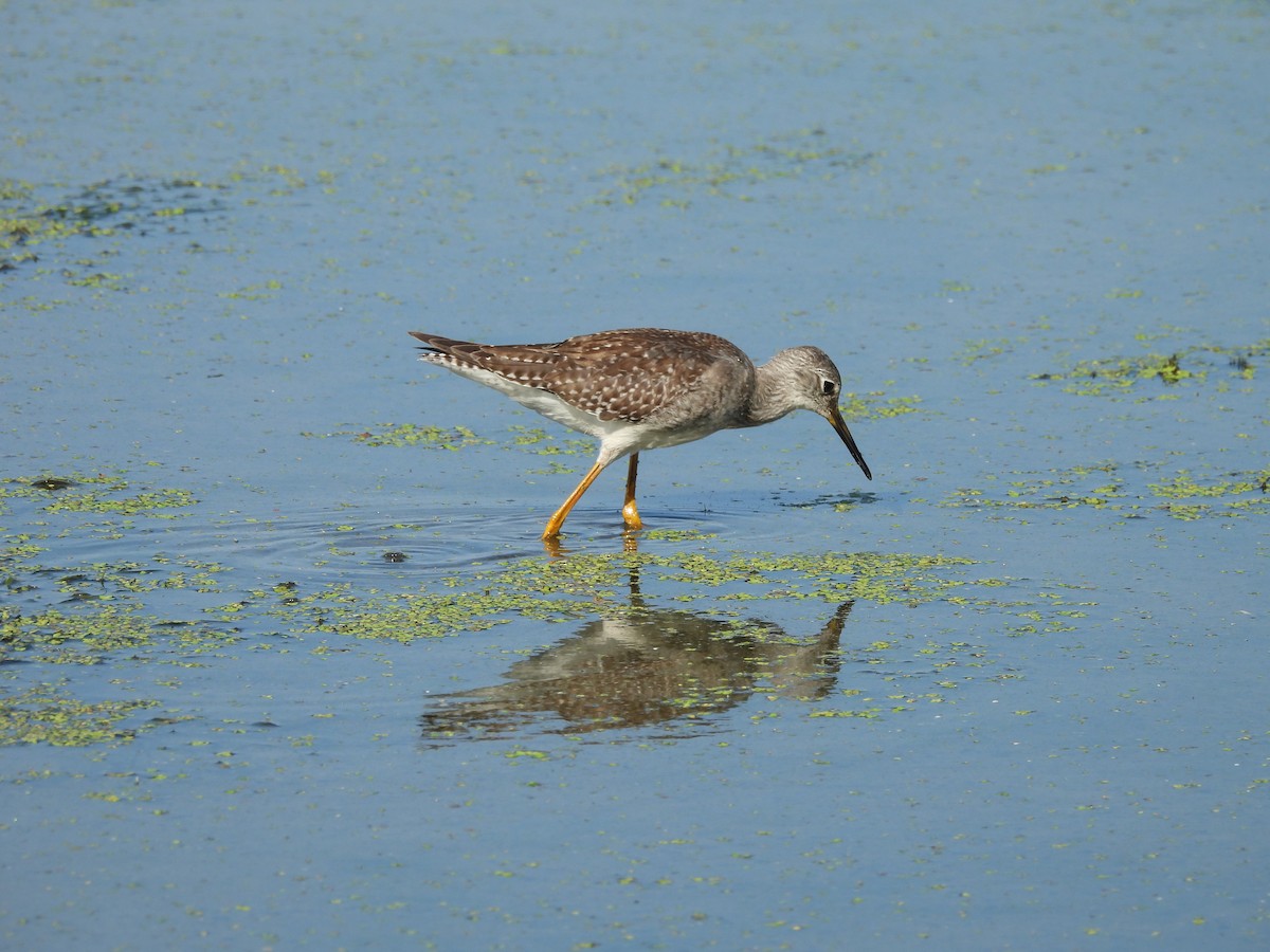 Lesser Yellowlegs - George Ford