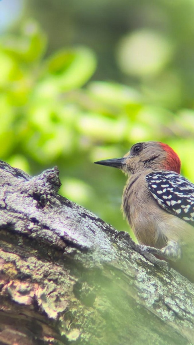 Red-crowned Woodpecker - ML624059434