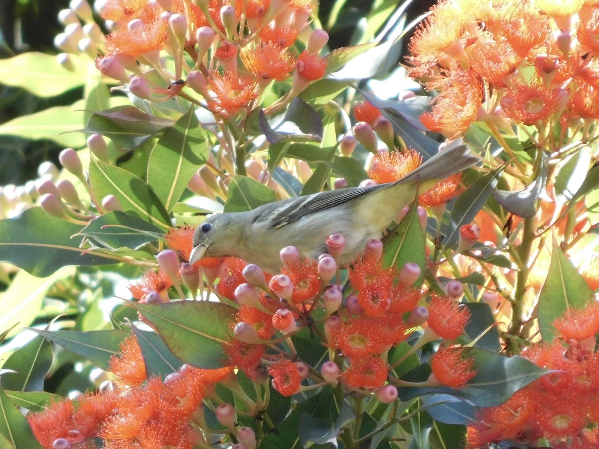 Western Tanager - ML624059443