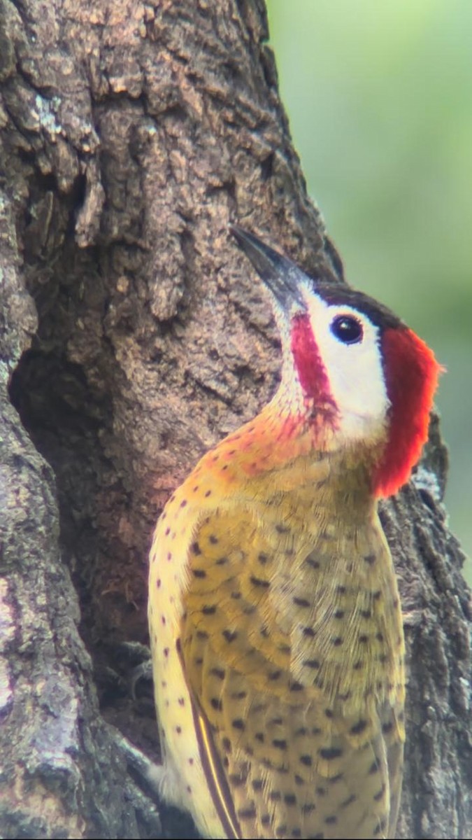 Spot-breasted Woodpecker - ML624059446