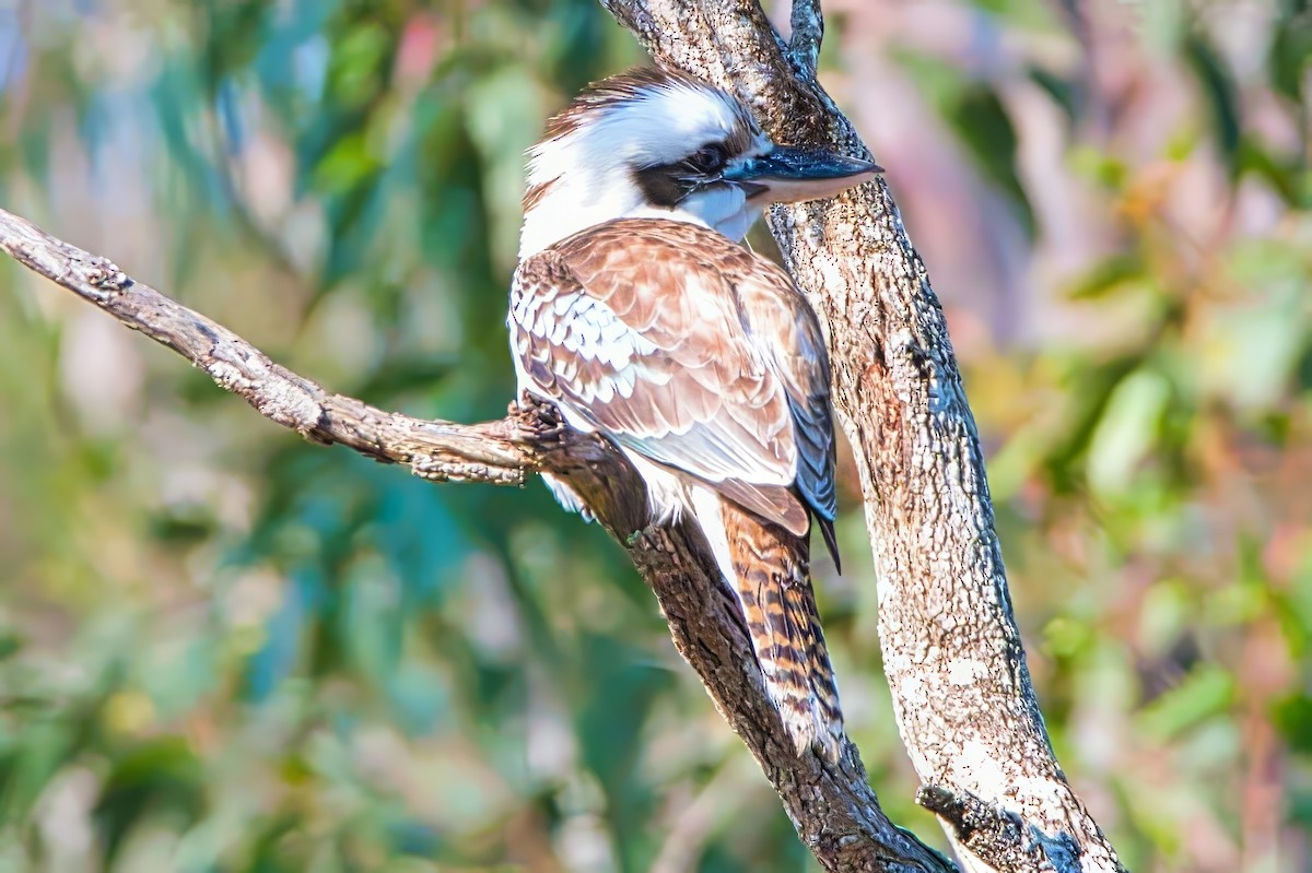 Laughing Kookaburra - ML624059449