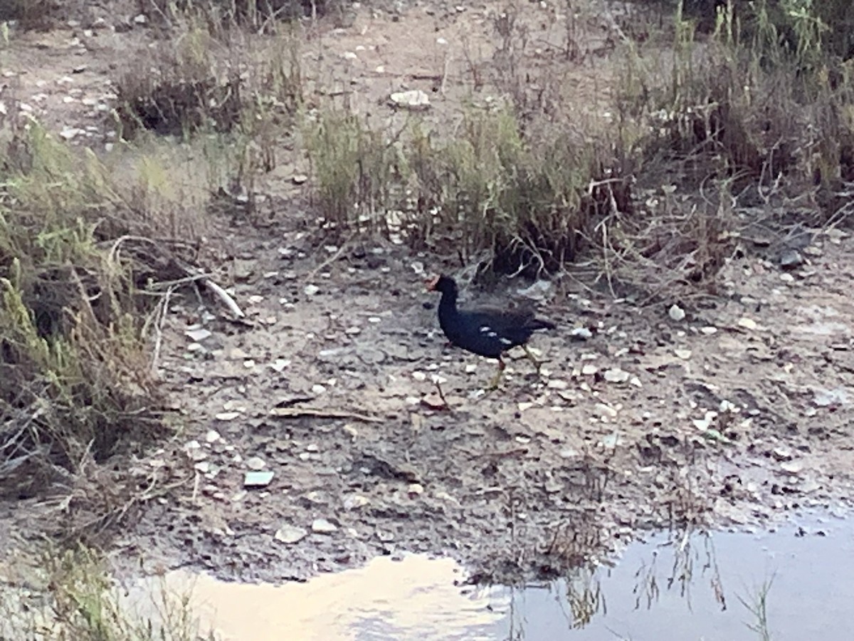 Common Gallinule - Cai Lockett