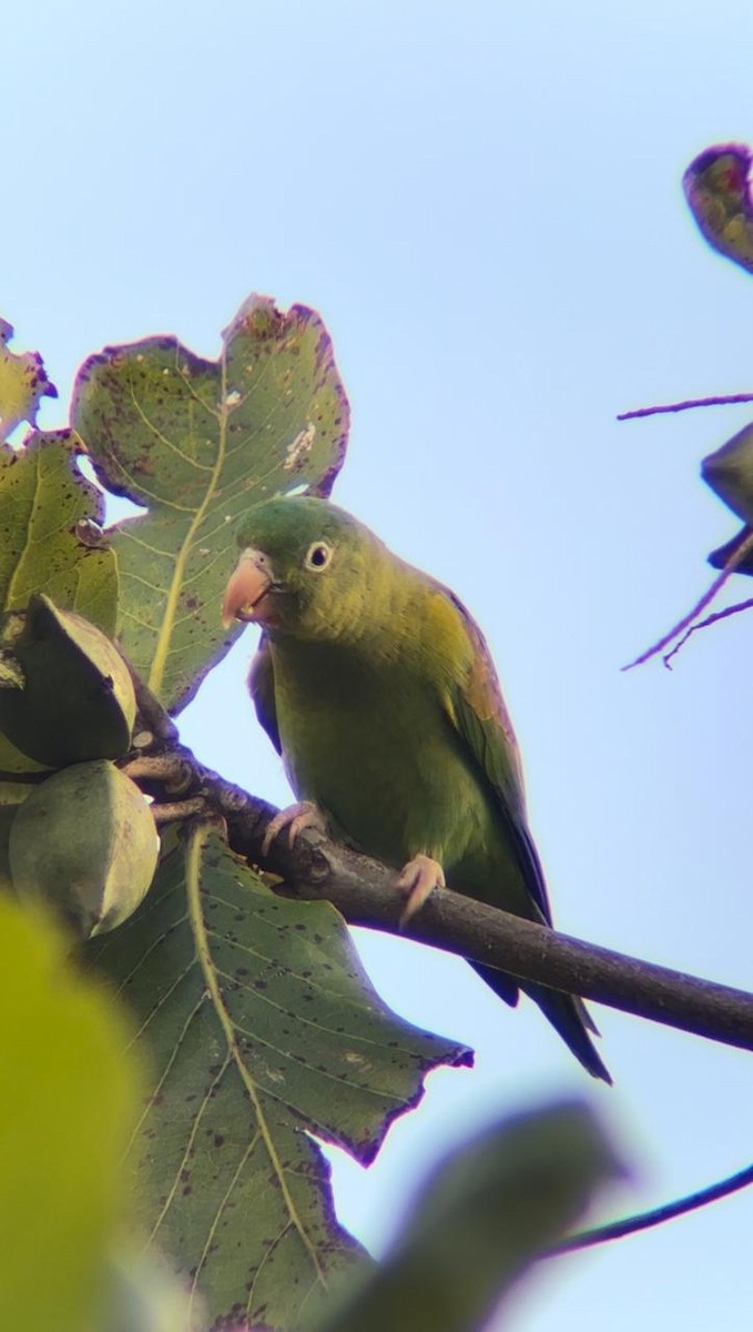 Orange-chinned Parakeet - ML624059454