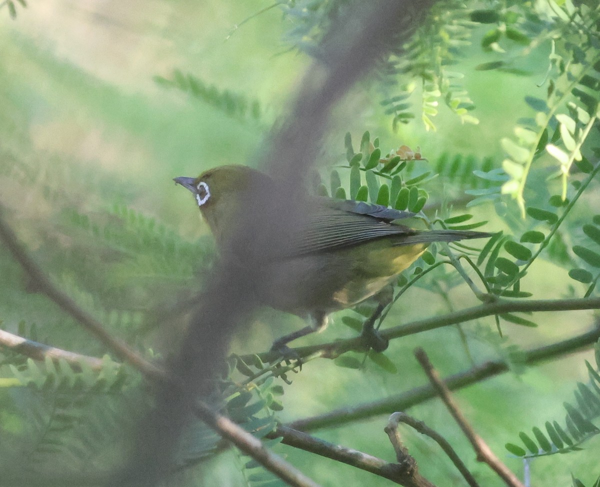 Warbling White-eye - ML624059457