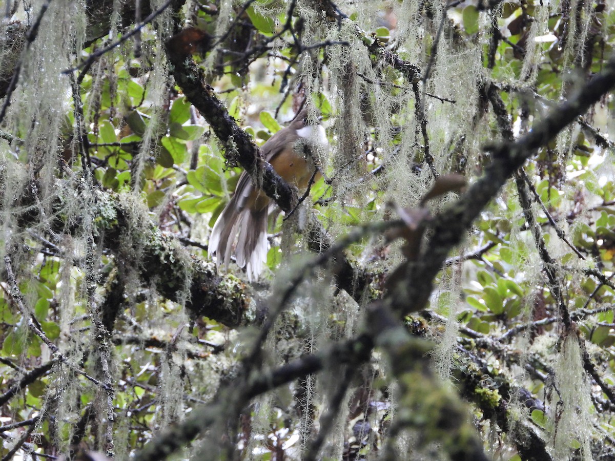 White-throated Laughingthrush - Matthew Maciosek